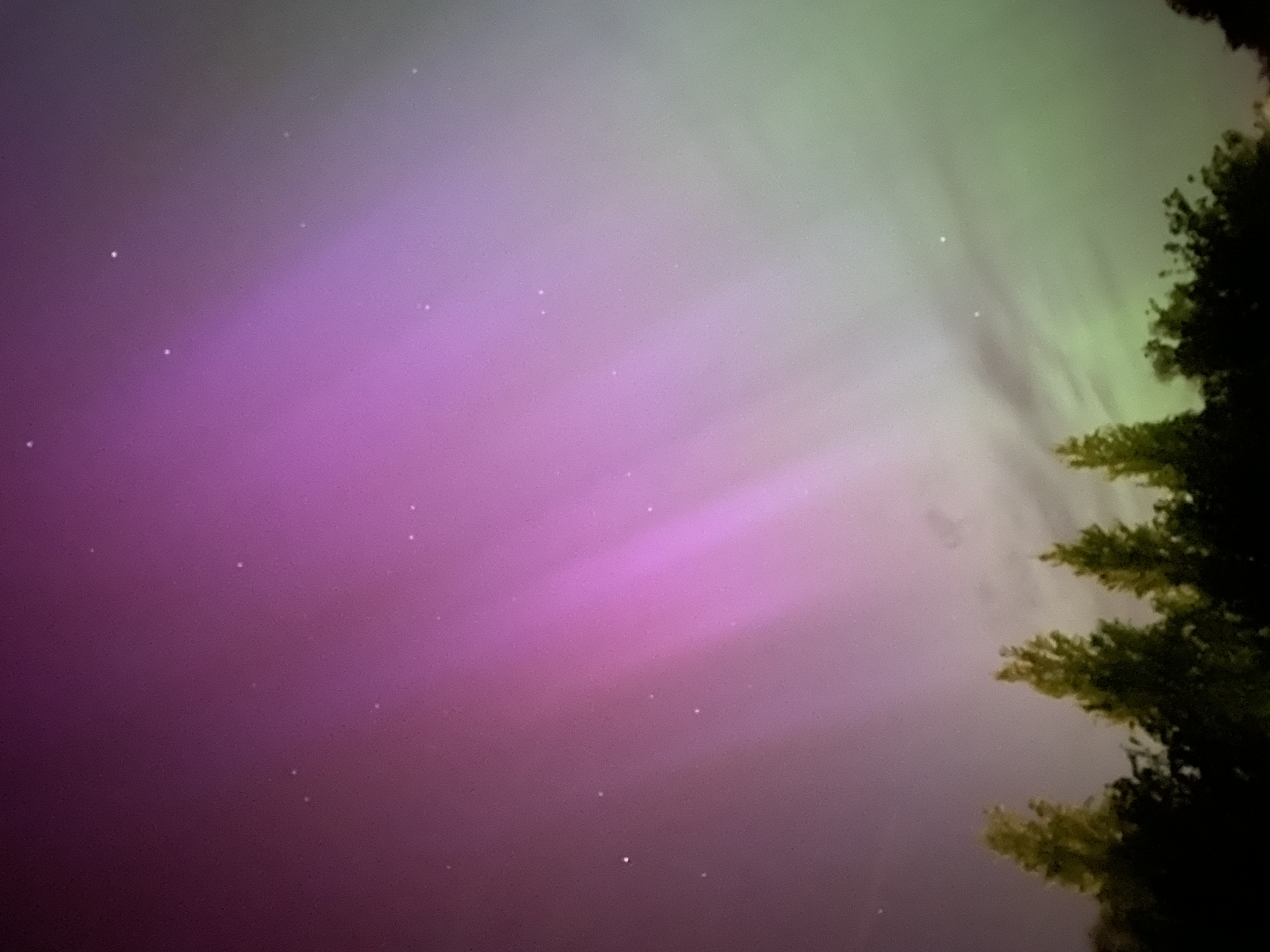 Boreals in Cambridge